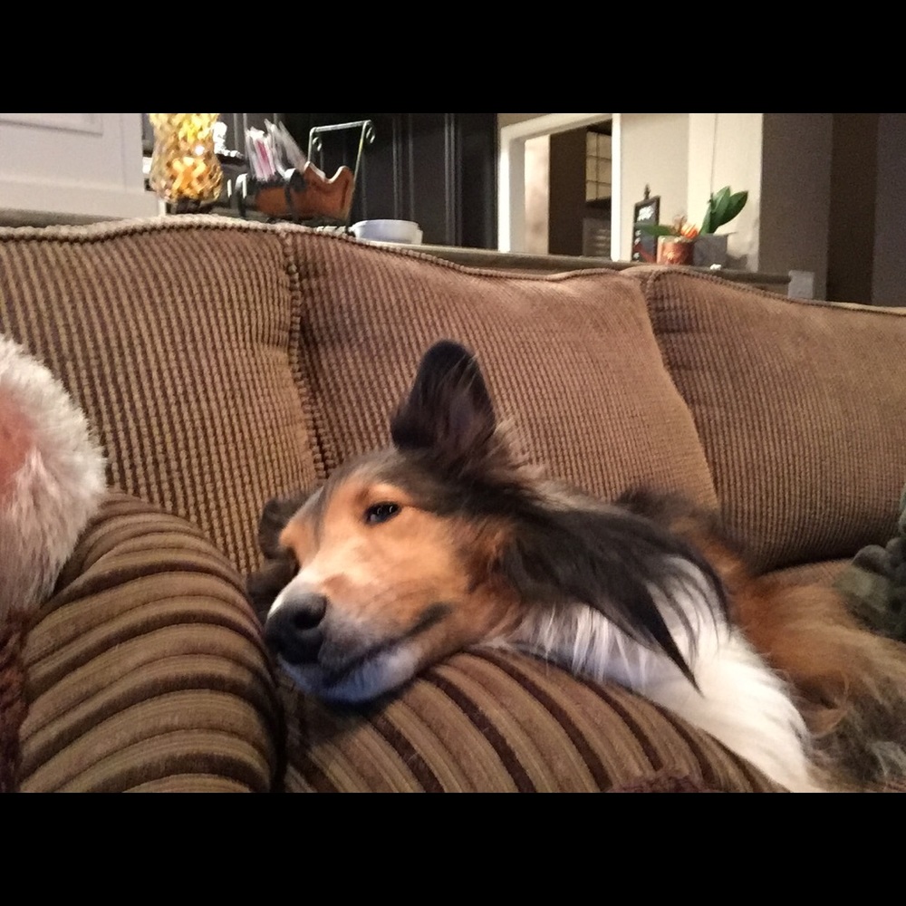 Meet your Posher, Patrick